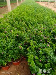 高度30厘米满天星