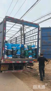 高度30厘米薰衣草