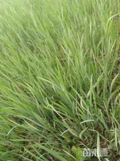 高度20厘米马莲