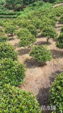 冠幅40厘米春鹃球