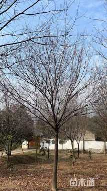 20公分榉树