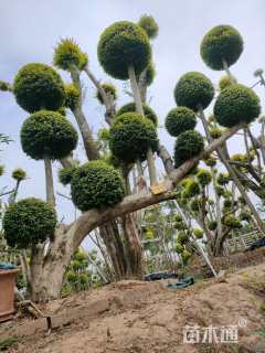 30公分造型亮晶女贞