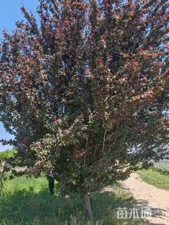 15公分紫叶稠李