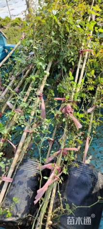 高度120厘米四季红