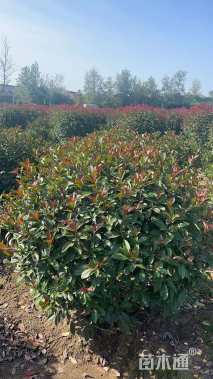 冠幅120厘米红叶石楠球