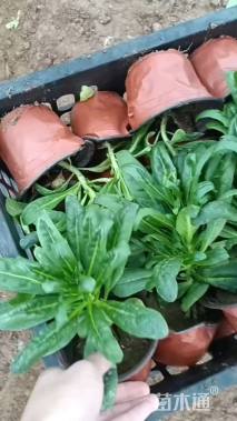 高度20厘米紫罗兰