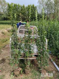 高度150厘米北海道黄杨