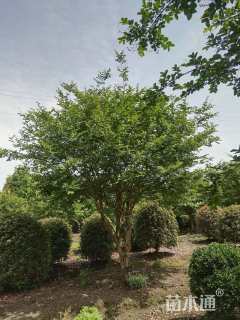 10公分造型紫薇