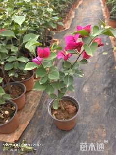 高度40厘米三角梅