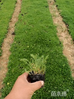 高度15厘米蓍草