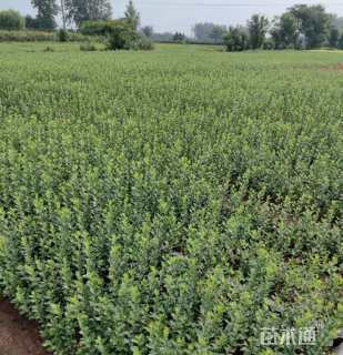 高度40厘米卫矛小苗