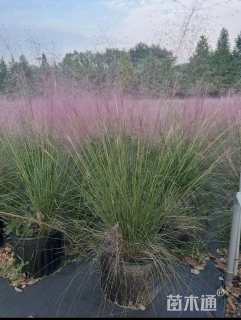 高度25厘米粉黛乱子草