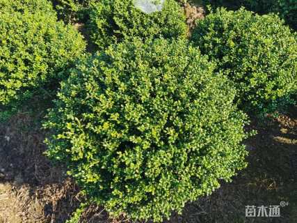 冠幅150厘米龟甲冬青球