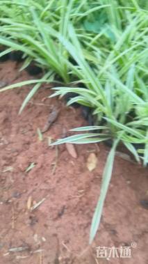 高度10厘米金边吊兰