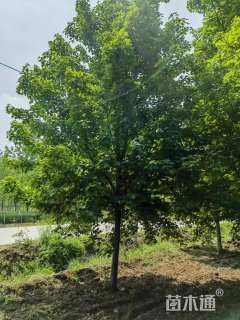 20公分美国红枫,清地处理