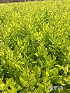 高度60厘米金叶水蜡