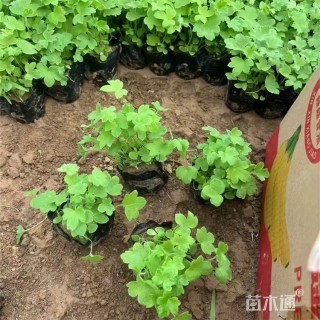 高度15厘米蓝花飞燕草