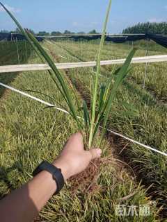 高度30厘米金边阔叶麦冬