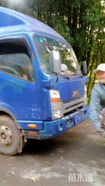 高度150厘米紫花三角梅