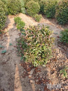 冠幅150厘米红叶石楠球