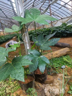 高度70厘米八角金盘小苗