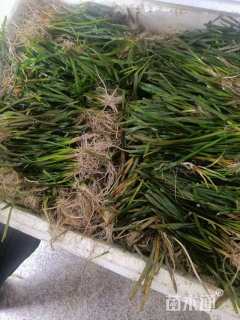 高度20厘米苦草