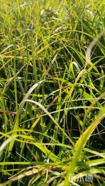 高度25厘米金红羽狼尾草