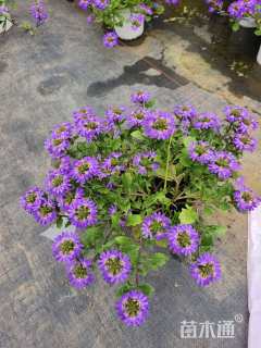 高度10厘米半边莲