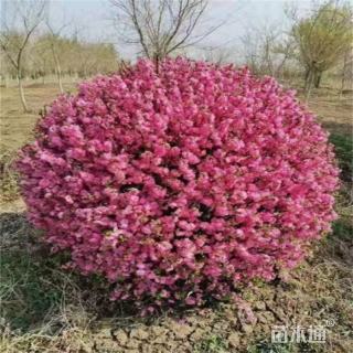 冠幅70厘米榆叶梅球