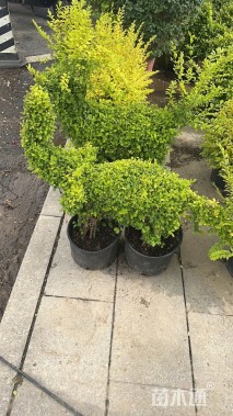 1公分造型亮晶女贞