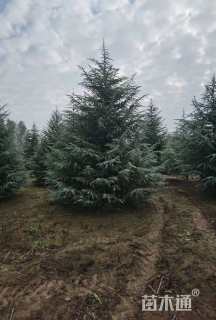 高度600厘米雪松