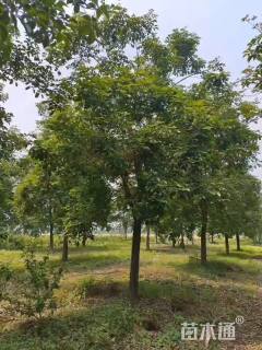 15公分黄花风铃木