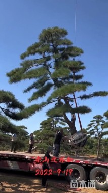 30公分泰山松