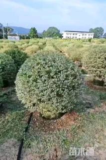 高度120厘米花叶女贞球