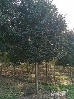 10公分红叶石楠