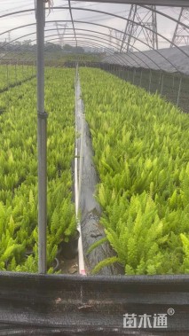 高度40厘米狐尾天门冬