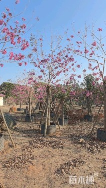 10公分紫花风铃木