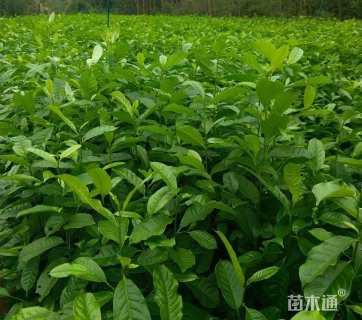 0.5公分乐昌含笑