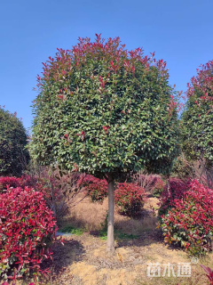 7公分高杆红叶石楠