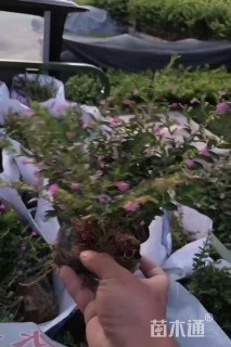 高度35厘米满天星