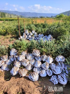 高度50厘米青海云杉