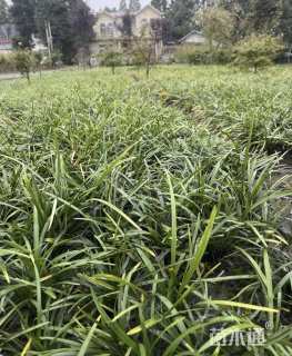 高度25厘米兰花三七草