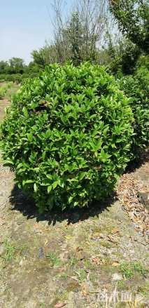 冠幅100厘米桂花球