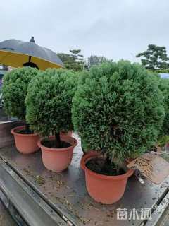 高度80厘米球柏