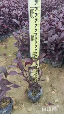 高度20厘米大叶红草