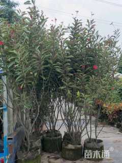 高度80厘米琴叶珊瑚