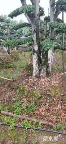 20公分造型榔榆