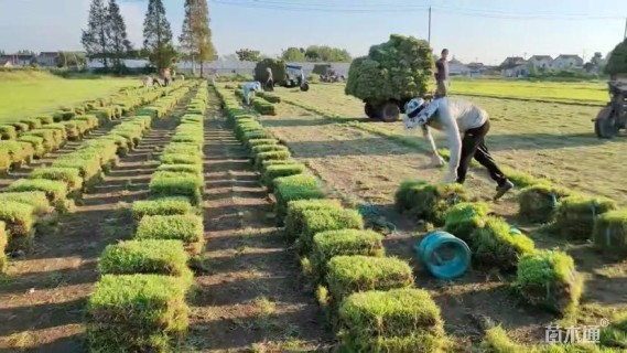 草块状中华结缕草
