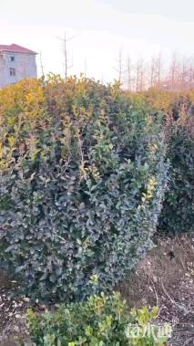 冠幅150厘米金叶女贞球