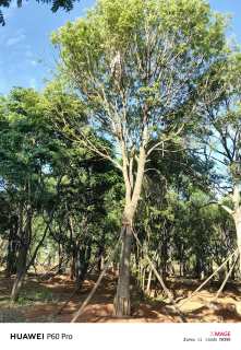 高度20厘米古桩月季